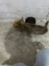 宝路狗粮 成犬狗粮中小型犬15斤 泰迪全犬种通用全价粮7.5kg鸡肉味 实拍图