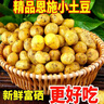 湖北恩施高山黄心小土豆新鲜洋芋9斤土豆马铃薯农家自留种马尔科 净重3斤 (乒乓球大小) 实拍图