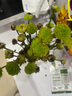 【七彩小雏菊】鲜切花混搭混色多头鲜花插瓶水养花期长七夕礼物 绿色小雏菊50CM5枝 实拍图