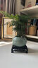 开时果 文竹盆栽桌面摆件盆景 办公室植物竹子水培绿植盆景源头直发包邮 舍得紫砂盆+苔藓+底托 实拍图