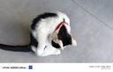 欢宠网宠物狗毛猫毛清理器强力吸尘器吸毛器吸床上猫咪毛发专用电动神器 实拍图