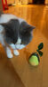 欢宠网猫玩具猫咪逗猫棒猫薄荷磨牙棒自嗨解闷神器磨牙猫猫小猫幼猫宠物 实拍图
