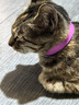 凯锐思幼猫猫粮奶糕全价幼猫粮天然粮 4斤 实拍图