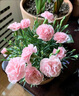 京悠雨康乃馨盆栽花苗带花苞百合花鲜花卉室内阳台绿植物四季开花母亲花 【含盆】精品黄色康乃馨(加仑盆) 晒单实拍图