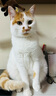 艾美康生鲜野鲭鱼肉低温烘焙猫粮45高蛋白鲜肉猫饭幼成猫通用主食猫粮 1.5KG 实拍图