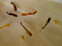 疯狂水草孔雀鱼活体水族宠物观赏鱼冷水耐活小型热带鱼淡水鱼苗 【3CM左右】精品孔雀鱼A 共8条 实拍图