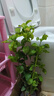 绿之妙圆叶正宗虎头茉莉花盆栽室内浓香花卉重瓣老桩带花苞四季开花植物 实拍图