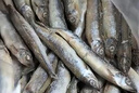朵芙满籽多春鱼  特大号多籽多春鱼净重2斤 约40条多子鱼烧烤食材海鲜 【2斤】满籽特大号14-16cm 实拍图
