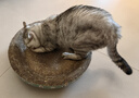 疯狂的主人 猫抓板窝特大号猫玩具猫爪板猫抓盆不掉屑猫窝碗形圆形瓦楞纸 实拍图
