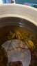 福东海 特优菊花胎菊杭白菊 夏季团购头采菊花茶叶桐乡杭白菊正品 实拍图