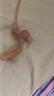 马博士婴儿牙胶安抚磨牙胶棒宝宝防吃手神器纳米银蘑菇+小兔子牙胶 实拍图