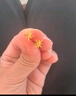 曼卡龙黄金耳钉足金星芒绕线耳饰一对简约日常小巧 女生生日礼物 星芒绕线耳钉 0.69g 实拍图