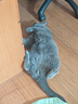 网易严选猫条猫湿粮 成猫幼猫通用猫咪零食 三拼口味混合装12g*100条 实拍图