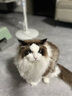 卫仕猫多维240片定制猫用复合维生素片维生素b美毛宠物营养猫咪维生素 实拍图