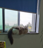 狮子医生 猫砂10斤豆腐猫砂水蜜桃味祛味低尘可冲厕所带真玫瑰花瓣 5kg/袋 实拍图