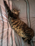 宠德多猫背包猫包外出猫太空舱宠物猫咪狗狗外出便携包双肩包猫书包12孔 折叠款清新绿（15斤内猫） 实拍图
