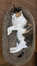 皇家成猫猫粮 营养均衡 F32 通用粮 1-7岁 2KG 实拍图