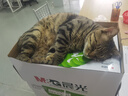 芸灵硫酸新霉素滴眼液宠物猫鼻支眼药水狗狗泪痕结角膜炎流泪抗菌消炎 实拍图