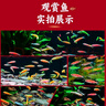 热带观赏鱼七彩斑马鱼红绿灯科鱼小型冷水淡水群游好养活的练手鱼 2-3cm糖果斑马60条随机搭配 实拍图