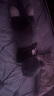 熊猫熊抱枕长条毛绒玩具女孩布娃娃公仔儿童毕业礼物二哈士奇趴趴狗抱抱熊床上陪睡觉抱枕大号玩偶女生生日礼物女送男女朋友1m 实拍图