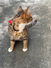 艾顿猫粮幼猫增流浪成猫全价大袋肥通用型多拼冻干猫粮 【经济装】三拼冻干猫粮 2.5kg【5斤装】 实拍图