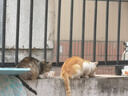 蒸煮鸡胸肉宠物零食猫咪狗狗通用健康即食真空包装营养鲜嫩40g/袋 蒸煮鸡胸肉猫犬通用40g/袋 一袋装 实拍图