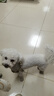 皇家狗粮 雪纳瑞幼犬狗粮 犬粮 宠物小型犬 SNJ30全价犬粮2-10月1.5KG 实拍图