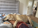 宝路成犬狗粮均衡营养全价粮 大型犬15kg|牛肉味【热卖】 实拍图
