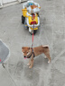 licheers猫狗窝凉席小型犬宠物猫咪睡垫夏季床垫泰迪中大型犬狗垫子 M号 实拍图