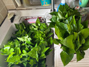 双盟 绿萝盆栽除甲醛花卉绿植办公室新房净化空气110款10盆装源头直发 实拍图