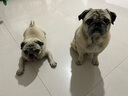 BOTH 羊奶粉 猫猫狗狗奶粉 幼猫幼犬宠物奶粉 犬猫通用450g 实拍图