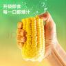北纬47°水果玉米4.4斤(220g*10根) 开袋即食鲜甜玉米棒真空包装 低脂低GI 实拍图