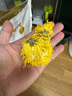 匠界养生茶菊花茶金丝皇菊100g黄菊花特级头茬一朵一杯熬夜去火茶 实拍图