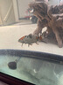 水医生硝化细菌鱼缸水族箱稳除氯气清澈剂净水分解粪便消化用品 硝化菌王1000ml 实拍图
