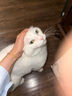 Orijen渴望猫粮 成猫幼猫干粮 六种鱼肉无谷全价通用进口1.8kg效期26/2 实拍图