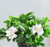 开时果 栀子花盆栽浓香型大花苗 四季懒人好养植物室内阳台庭院耐热花卉 加仑盆【90杯#栀子花】 实拍图