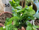 重瓣茉莉花盆栽浓香型南方四季开花带盆驱蚊绿植花卉室内阳台庭院 茉莉5~6棵带花苞发货【不含盆】 实拍图
