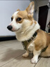 嬉皮狗狗狗牵引绳大型犬胸背带背心式防爆冲遛狗绳子 L码 建议29-45斤 实拍图