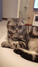 柒哦猫咪项圈铃铛新年猫猫幼猫脖子饰品宠物小猫脖圈蓝猫狗狗装饰项链 红色-【锦鲤】 实拍图