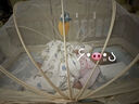babycare婴儿天丝苎麻凉席宝宝透气凉垫幼儿园抗菌凉席鲸鱼乐车65*120CM 实拍图