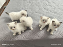 金盾香波真菌型500ml宠物沐浴露猫咪狗狗洗澡浴液防猫藓猫癣细菌螨虫感染皮炎狗癣皮肤问题 实拍图