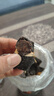 首宴三宝扎茶叶广东特产老陈皮咸橄榄手工腌制三宝茶礼盒装煲汤500g 实拍图