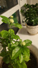 绿之妙圆叶正宗虎头茉莉花盆栽室内浓香花卉重瓣老桩带花苞四季开花植物 实拍图