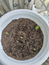 史丹利花土营养土养花通用型多肉兰花专用种菜种花盆家用泥炭土壤种植6L 实拍图