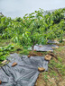 裕田防草布除草布抗老化果树防草编织布园艺地布果园抑草透水垫底布 1米*100米/卷【70克抗老化】 实拍图