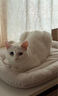 阿飞和巴弟猫粮E76益生菌全价冻干双拼猫粮成猫幼猫粮全阶段 8kg大包装 实拍图