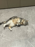 喵仙儿猫抓板猫窝一体耐磨不掉屑猫爪板大号剑麻猫玩具猫沙发 实拍图