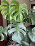 爱优尚龟背竹观叶植物室内客厅办公室大盆栽绿植盆景净化空气吸甲醛老桩 实拍图