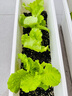 原起点小叶香菜小香葱种子四季播菜籽阳台盆栽蔬菜农家老品种秋冬季种籽 (精选良种)四季小香葱10g原装 实拍图