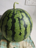 正宗南汇8424西瓜皮薄汁多现摘现发4.5斤-12斤 单果4斤-8斤 4斤-5.5斤带箱重量 实拍图